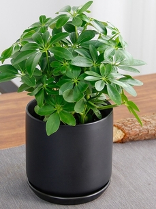 探寻宁波江北植物租摆公司，开启绿色办公之旅！