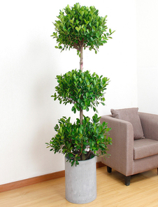 北仑植物租摆价格大揭秘，让你轻松知晓！