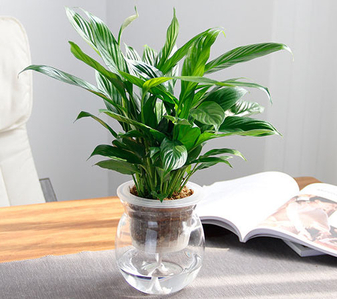 杭州湾花卉出租方案