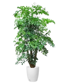 想找实惠花木租赁？海曙这里价格超划算，速来！